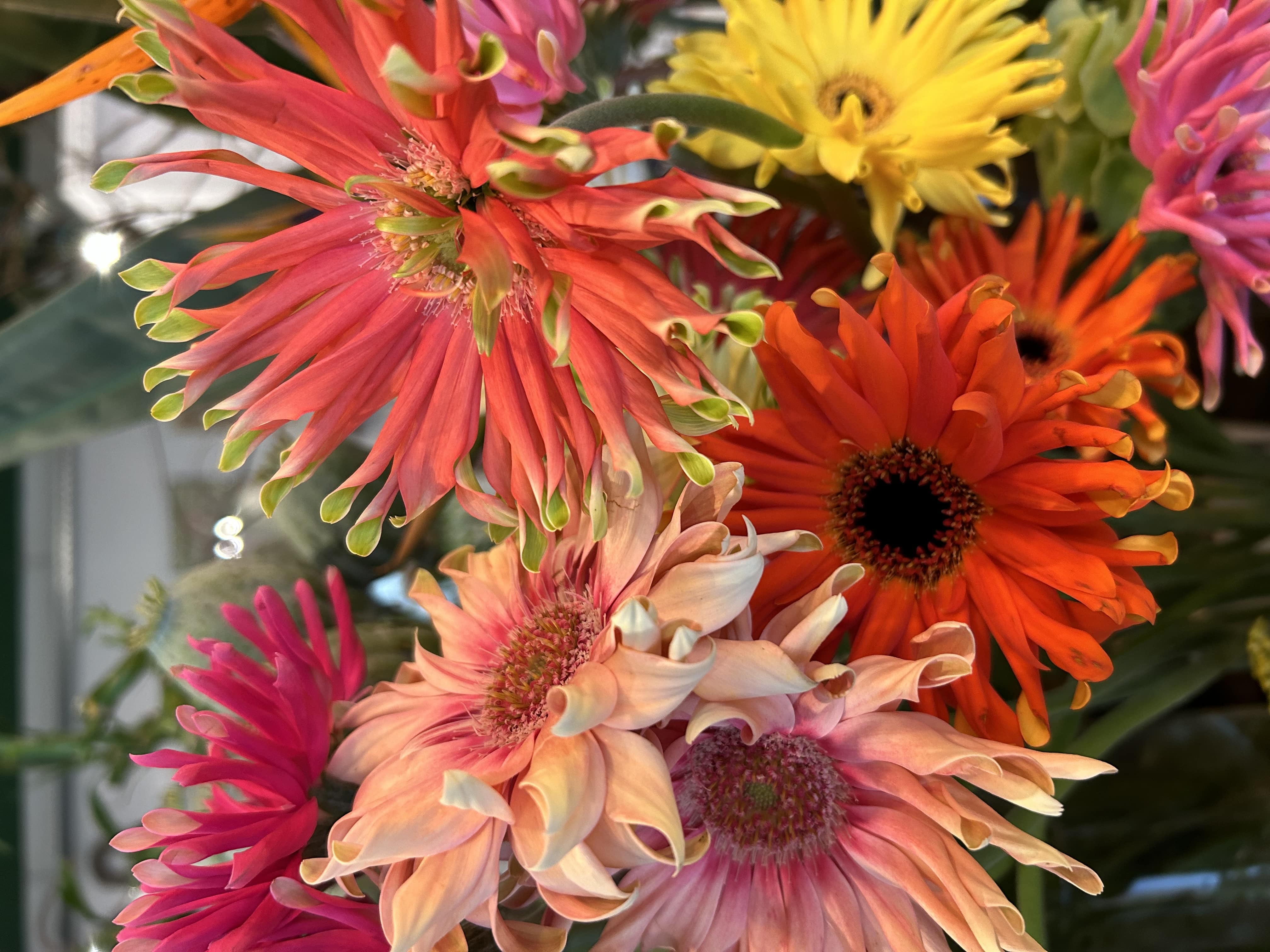 Gerbera
