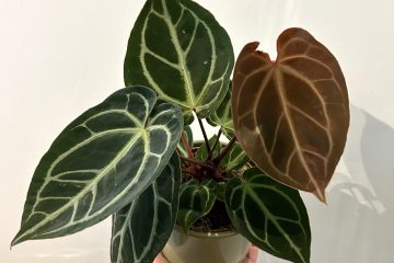PLANTE