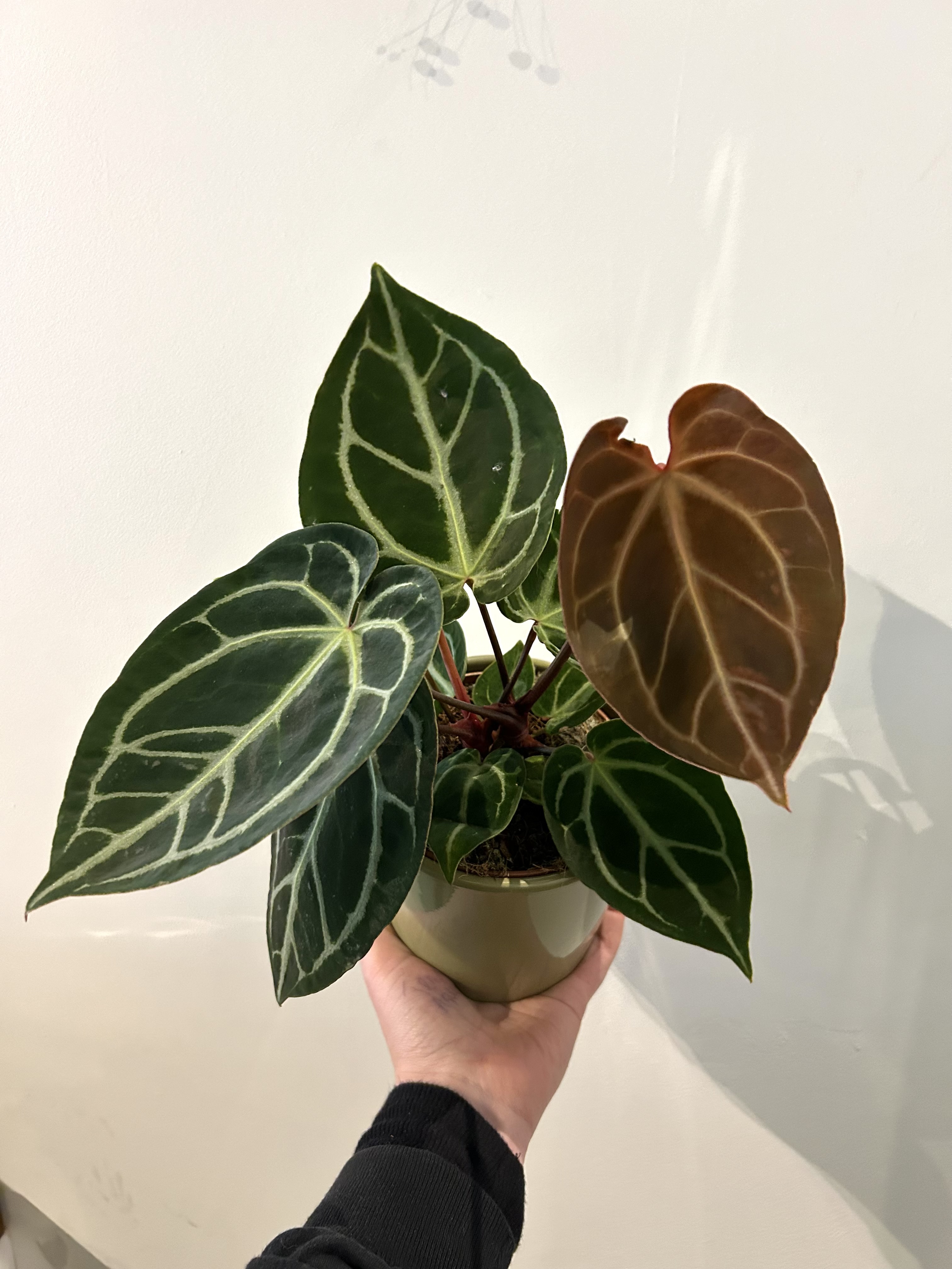 PLANTE