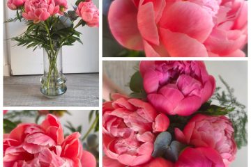PIVOINE DE TOURAINE